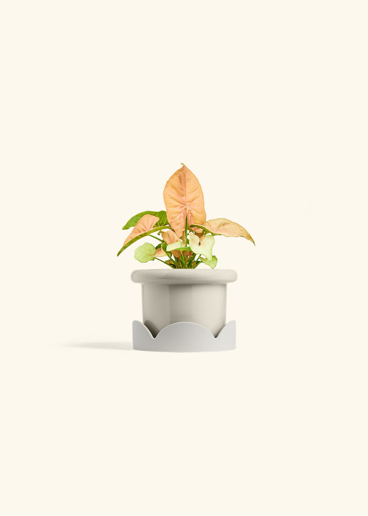 Pink Arrowhead in a 4 inches Fat Lip Oat Planter in a Oat Petal Drip Tray