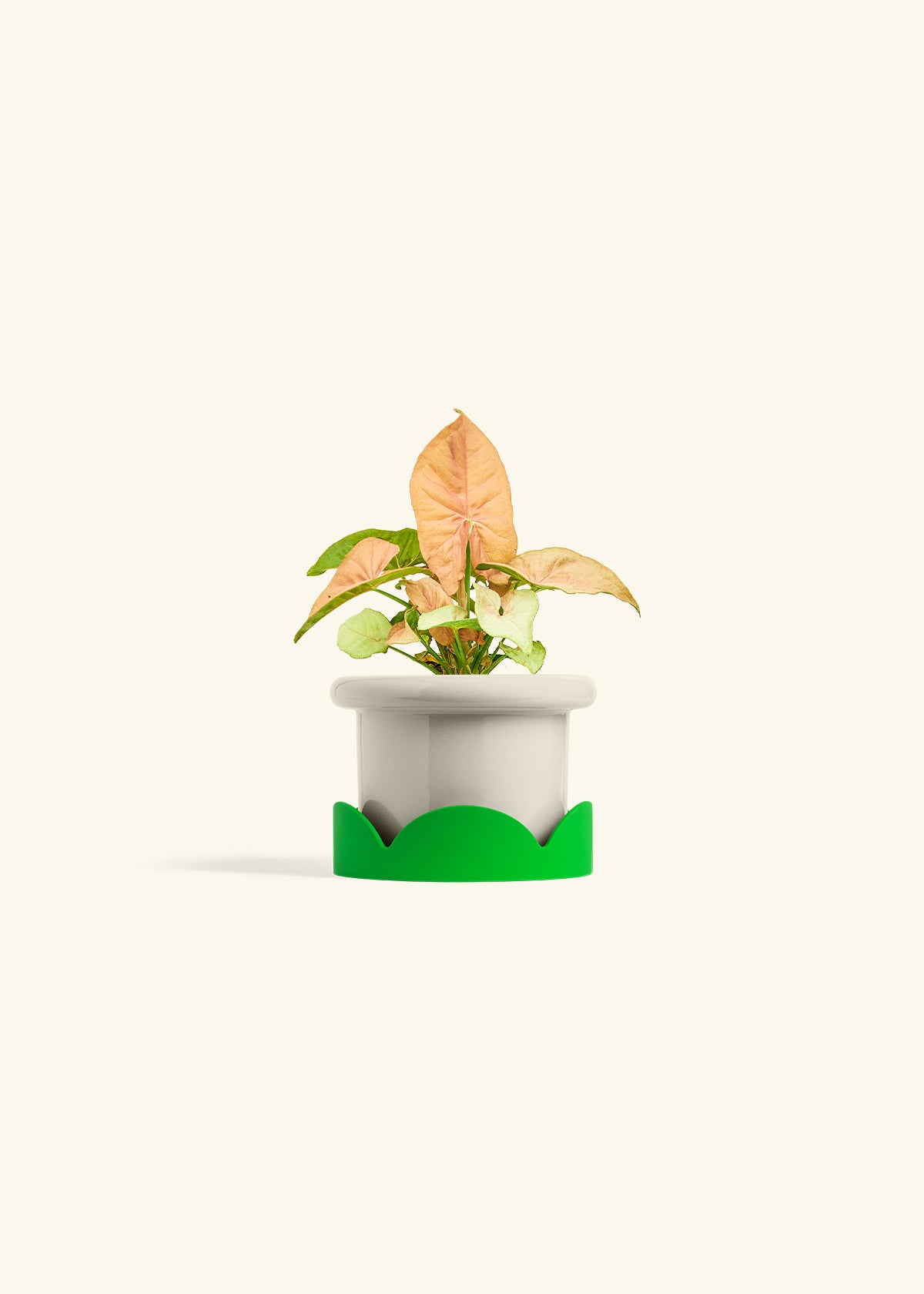 Pink Arrowhead in a 4 inches Fat Lip Oat Planter in a Shamrock Petal Drip Tray