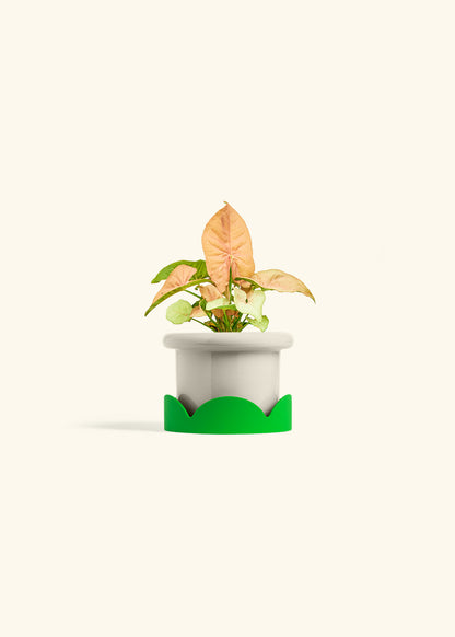 Pink Arrowhead in a 4 inches Fat Lip Oat Planter in a Shamrock Petal Drip Tray