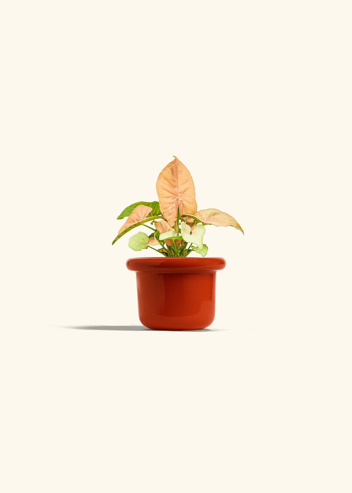 Pink Arrowhead in a 4 inches Fat Lip Red Planter 