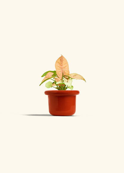 Pink Arrowhead in a 4 inches Fat Lip Red Planter 