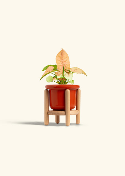Pink Arrowhead in a 4 inches Fat Lip Red Planter in a Beech Wood Stand