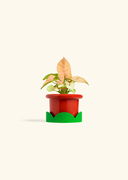 Pink Arrowhead in a 4 inches Fat Lip Red Planter in a Shamrock Petal Drip Tray