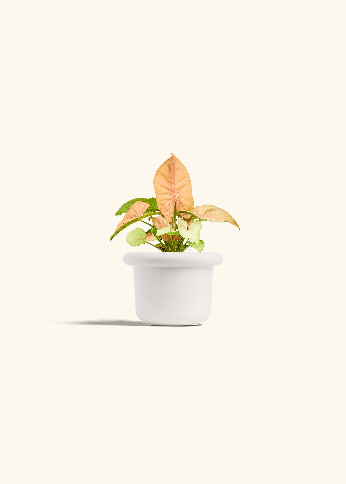 Pink Arrowhead in a 4 inches Fat Lip White Planter 