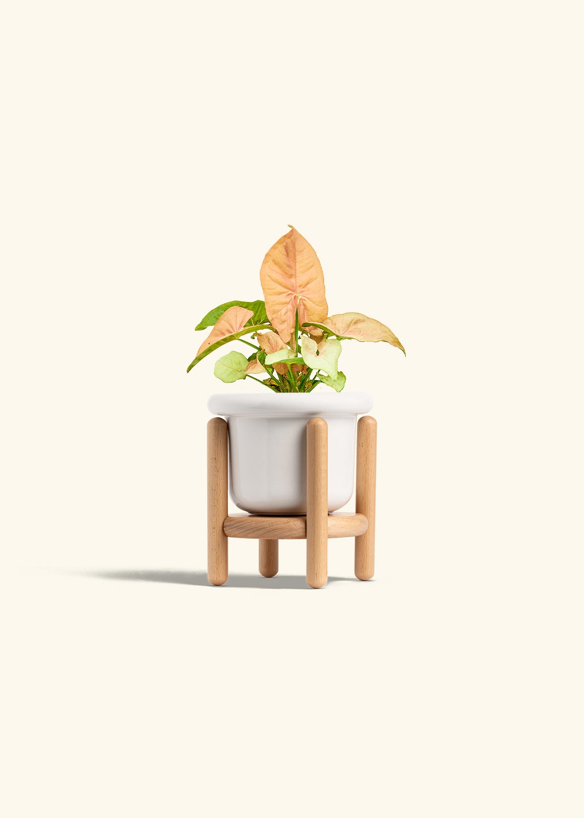 Pink Arrowhead in a 4 inches Fat Lip White Planter in a Beech Wood Stand