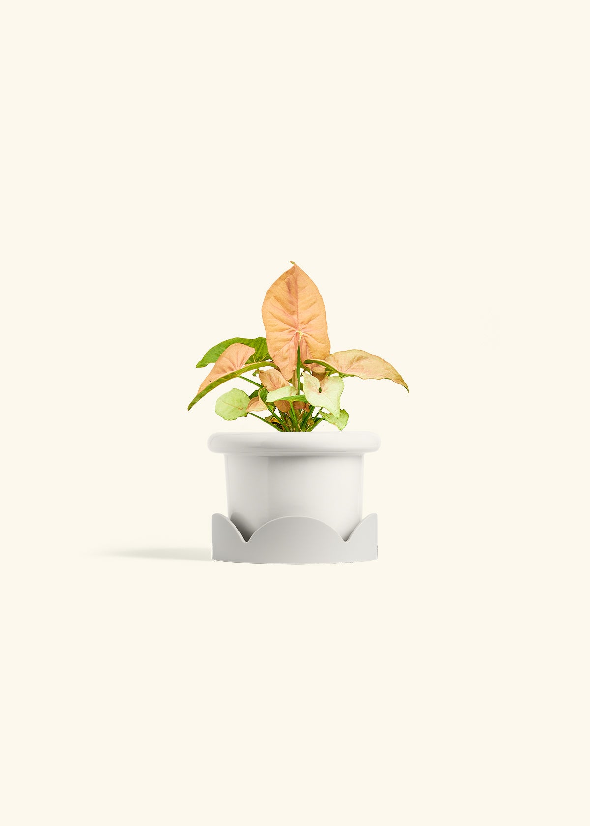 Pink Arrowhead in a 4 inches Fat Lip White Planter in a Oat Petal Drip Tray