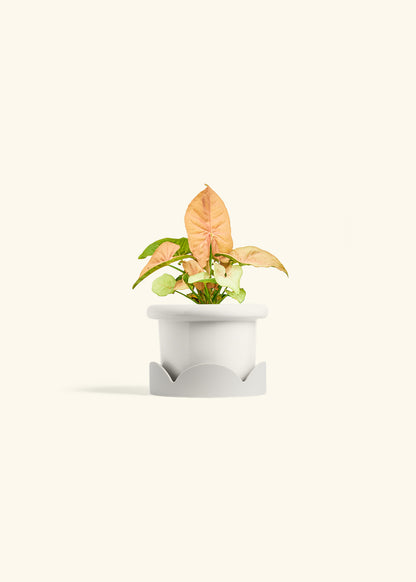 Pink Arrowhead in a 4 inches Fat Lip White Planter in a Oat Petal Drip Tray