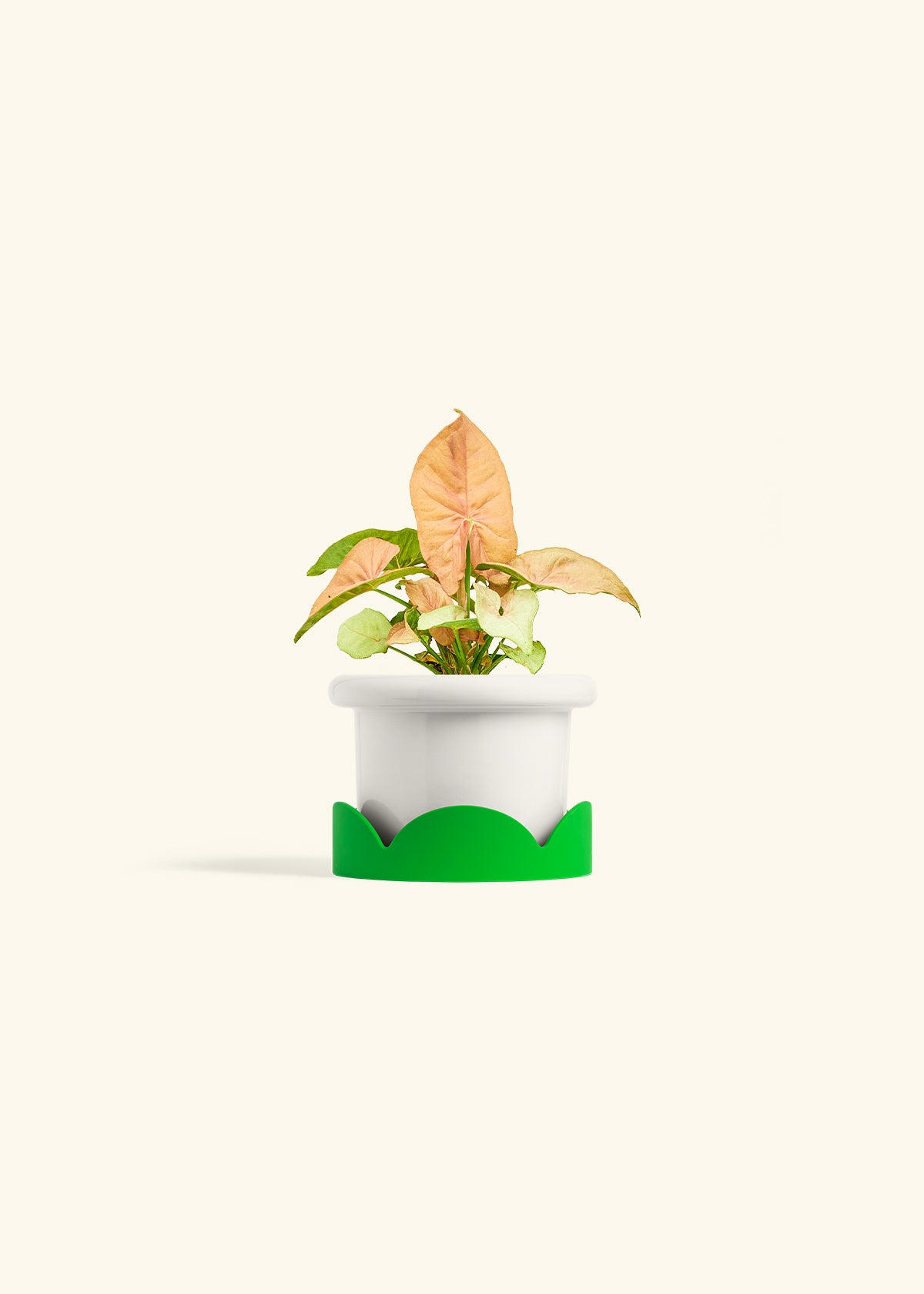 Pink Arrowhead in a 4 inches Fat Lip White Planter in a Shamrock Petal Drip Tray