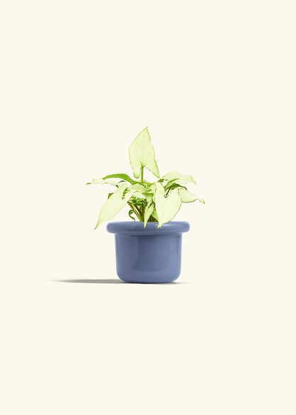 Arrowhead Plant White Butterfly in a 4 inches Fat Lip Blue Planter 