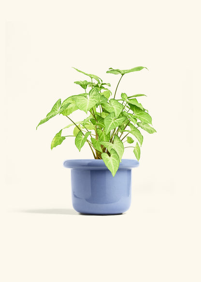 White Arrowhead Plant in a 6 inches Fat Lip Blue Planter 