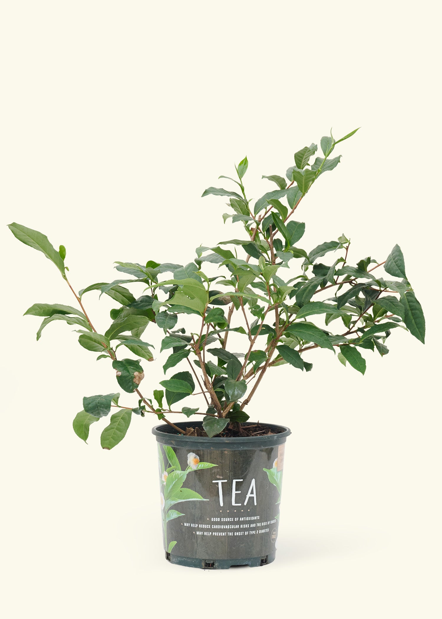 Tea Plant (Camellia sinensis) in a grow pot.