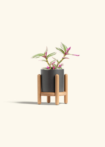 Tradescantia Nanouk in a 4 inches Charcoal Classic Cylinder Planter in a Beech Wood Stand