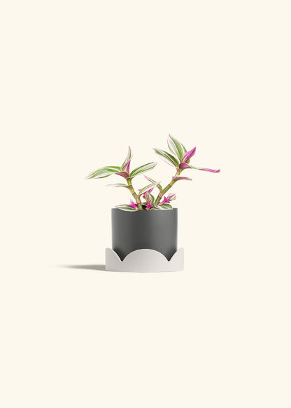 Tradescantia Nanouk in a 4 inches Charcoal Classic Cylinder Planter in a Oat Petal Drip Tray