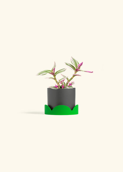 Tradescantia Nanouk in a 4 inches Charcoal Classic Cylinder Planter in a Shamrock Petal Drip Tray