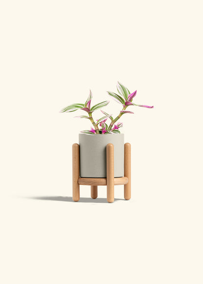 Tradescantia Nanouk in a 4 inches Oat Classic Cylinder Planter in a Beech Wood Stand