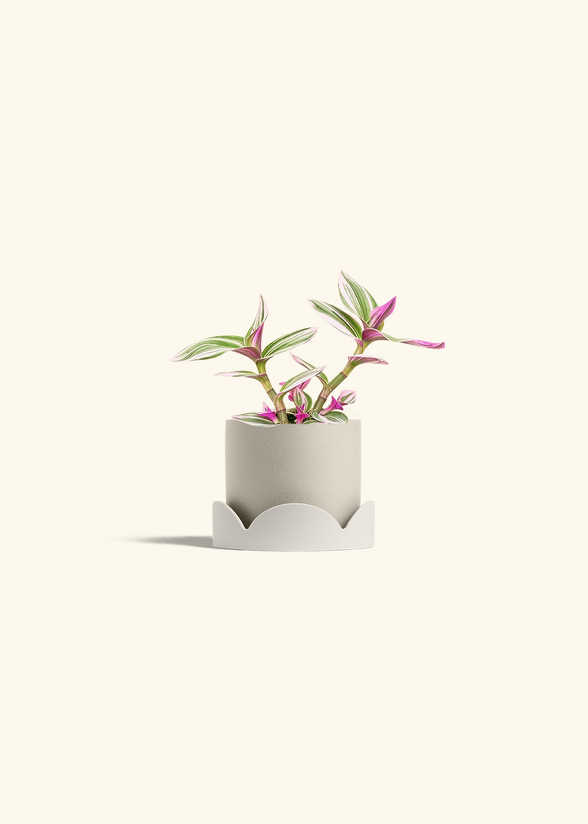 Tradescantia Nanouk in a 4 inches Oat Classic Cylinder Planter in a Oat Petal Drip Tray