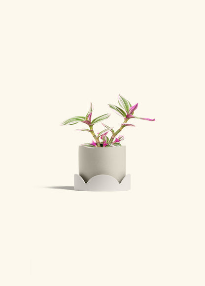 Tradescantia Nanouk in a 4 inches Oat Classic Cylinder Planter in a Oat Petal Drip Tray