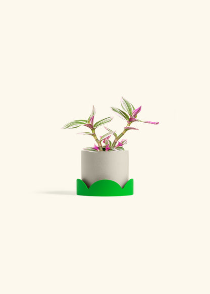 Tradescantia Nanouk in a 4 inches Oat Classic Cylinder Planter in a Shamrock Petal Drip Tray