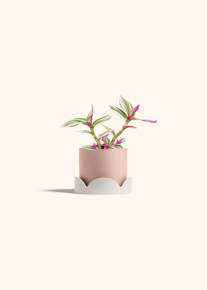 Tradescantia Nanouk in a 4 inches Pink Classic Cylinder Planter in a Oat Petal Drip Tray