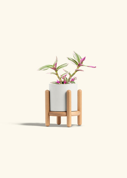 Tradescantia Nanouk in a 4 inches White Classic Cylinder Planter in a Beech Wood Stand