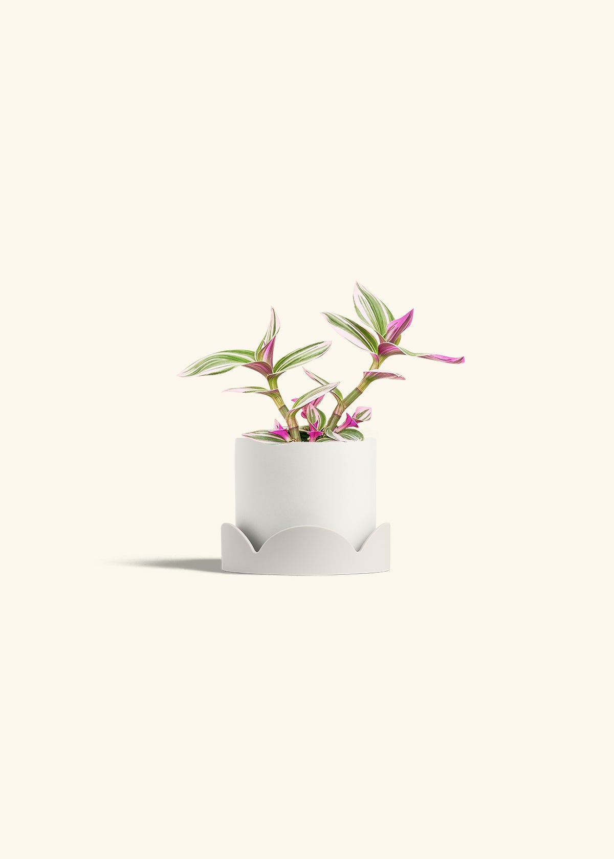 Tradescantia Nanouk in a 4 inches White Classic Cylinder Planter in a Oat Petal Drip Tray