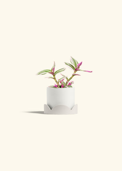 Tradescantia Nanouk in a 4 inches White Classic Cylinder Planter in a Oat Petal Drip Tray