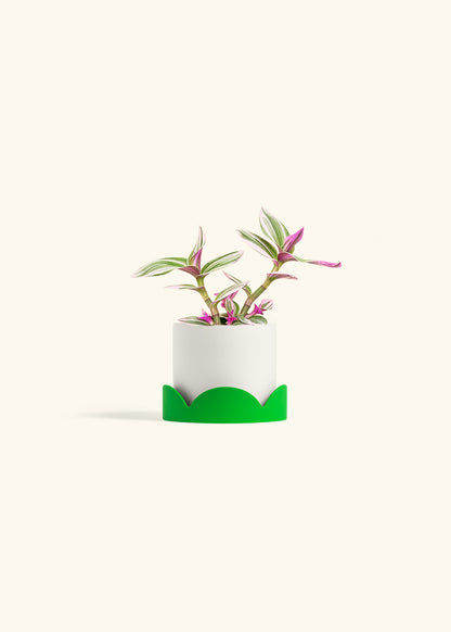 Tradescantia Nanouk in a 4 inches White Classic Cylinder Planter in a Shamrock Petal Drip Tray