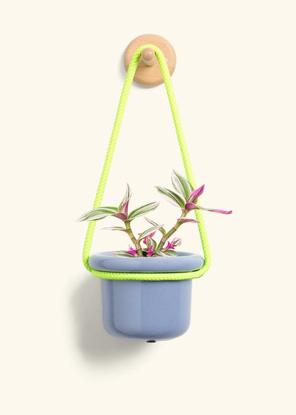 Tradescantia 'Nanouk', Small