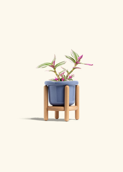 Tradescantia Nanouk in a 4 inches Fat Lip Blue Planter in a Beech Wood Stand