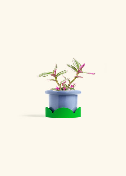 Tradescantia Nanouk in a 4 inches Fat Lip Blue Planter in a Shamrock Petal Drip Tray