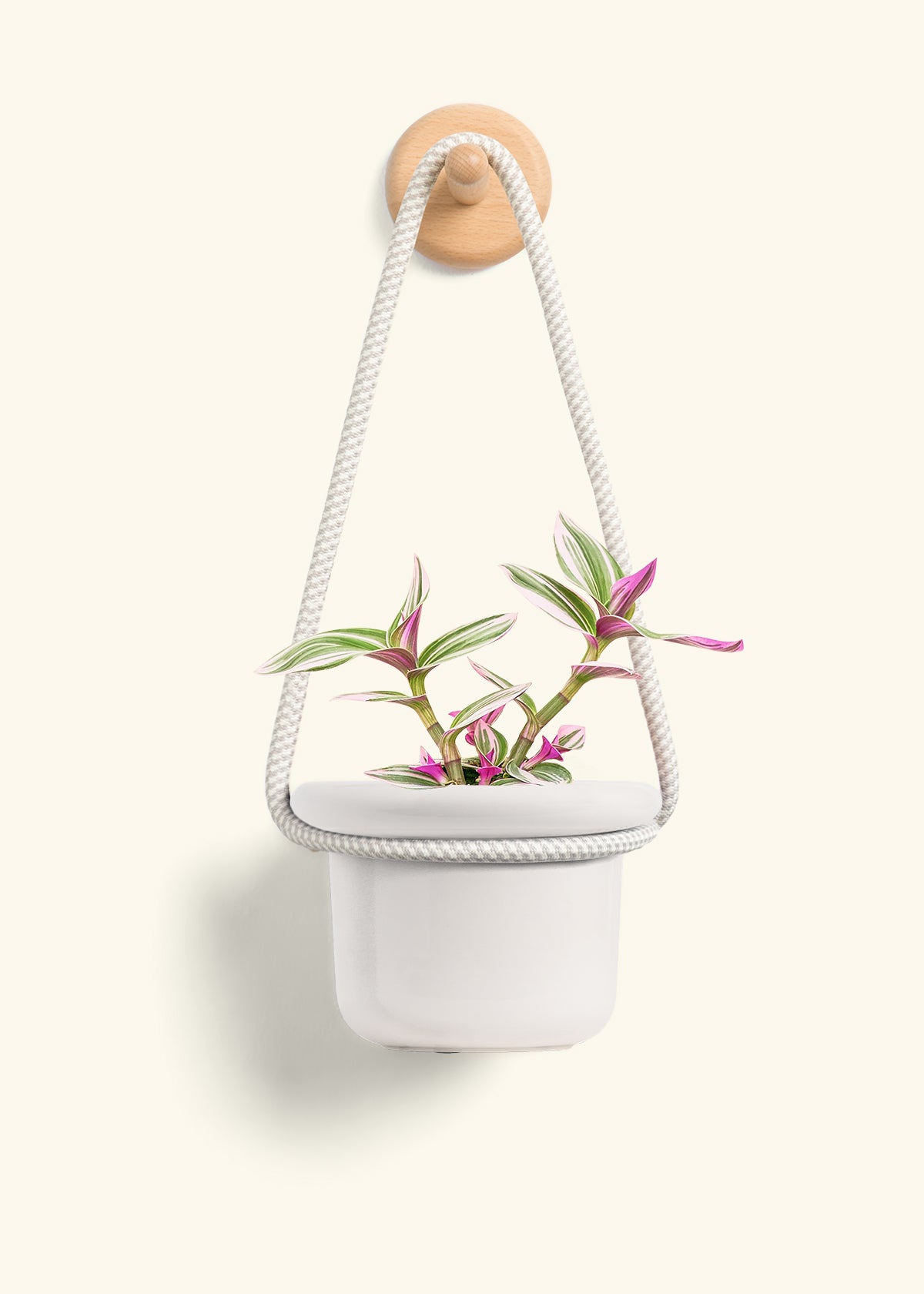 Tradescantia 'Nanouk', Small