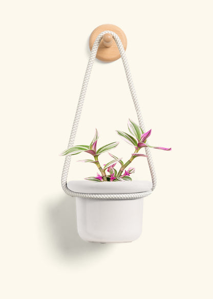 Tradescantia 'Nanouk', Small