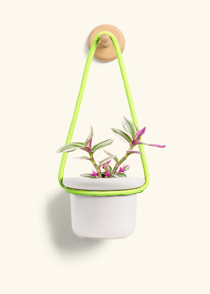 Tradescantia 'Nanouk', Small