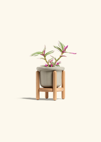 Tradescantia Nanouk in a 4 inches Fat Lip Oat Planter in a Beech Wood Stand