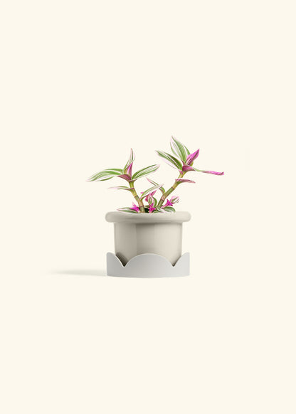 Tradescantia Nanouk in a 4 inches Fat Lip Oat Planter in a Oat Petal Drip Tray