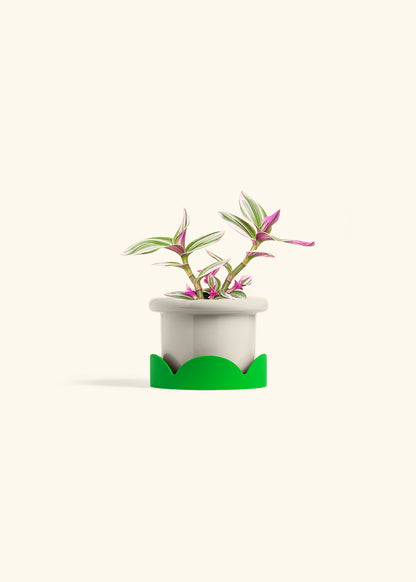 Tradescantia Nanouk in a 4 inches Fat Lip Oat Planter in a Shamrock Petal Drip Tray
