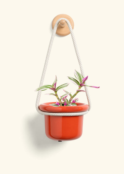 Tradescantia 'Nanouk', Small