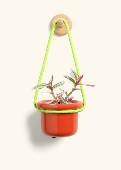 Tradescantia 'Nanouk', Small