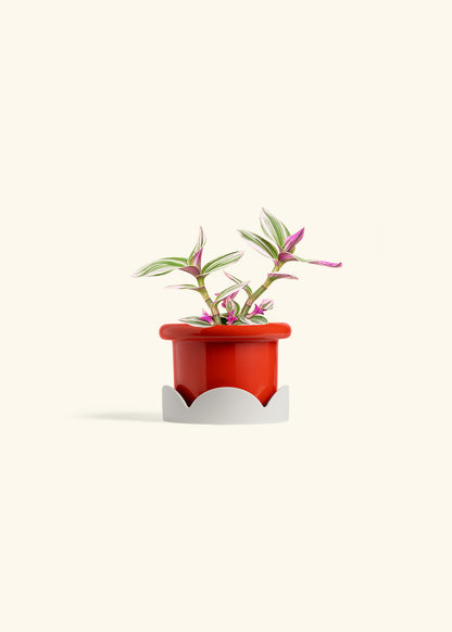 Tradescantia Nanouk in a 4 inches Fat Lip Red Planter in a Oat Petal Drip Tray
