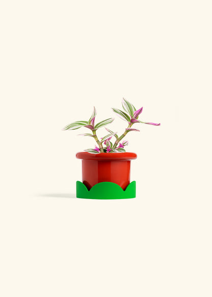 Tradescantia Nanouk in a 4 inches Fat Lip Red Planter in a Shamrock Petal Drip Tray