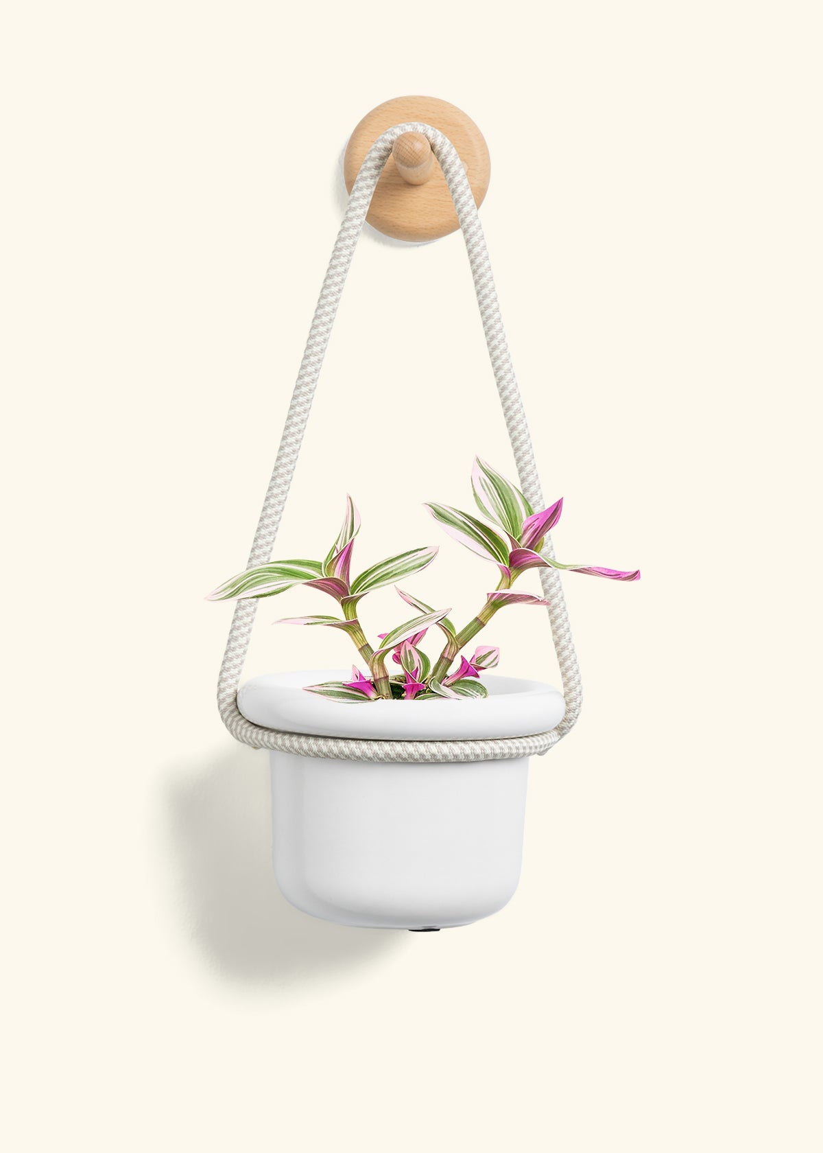 Tradescantia 'Nanouk', Small