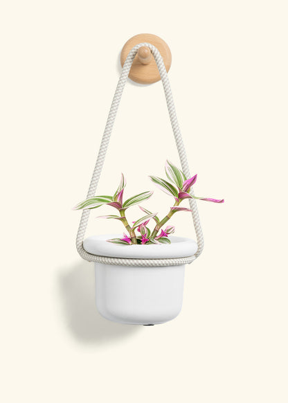 Tradescantia 'Nanouk', Small