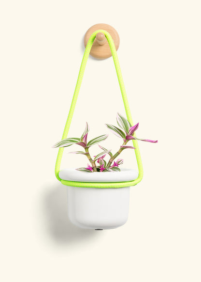 Tradescantia 'Nanouk', Small