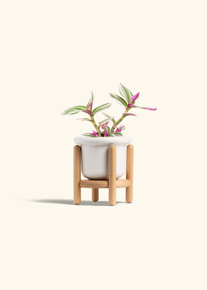 Tradescantia Nanouk in a 4 inches Fat Lip White Planter in a Beech Wood Stand