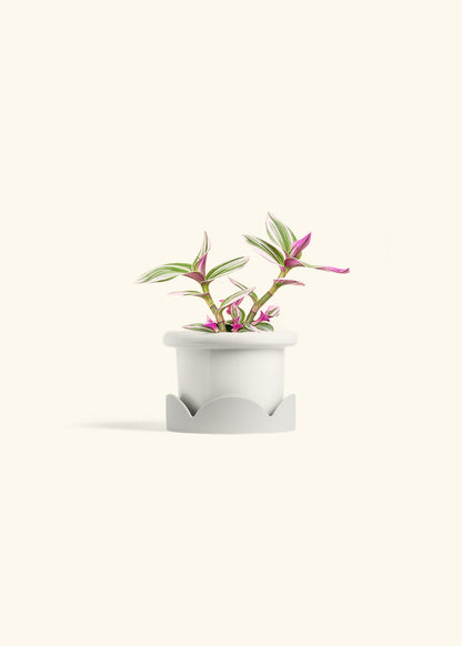 Tradescantia Nanouk in a 4 inches Fat Lip White Planter in a Oat Petal Drip Tray