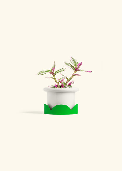 Tradescantia Nanouk in a 4 inches Fat Lip White Planter in a Shamrock Petal Drip Tray
