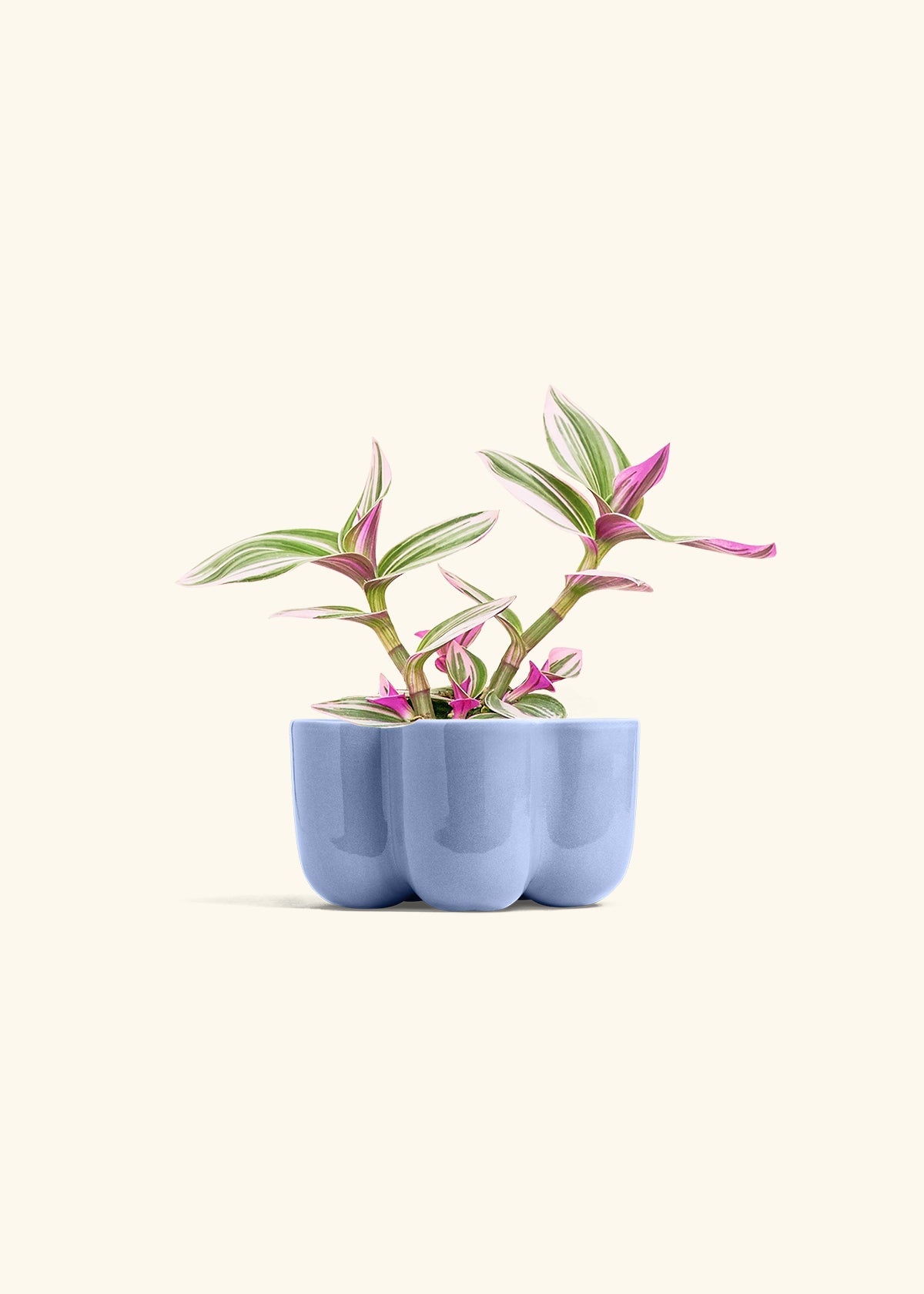 Tradescantia Nanouk in a 4 inches in a Blue Petal Planter