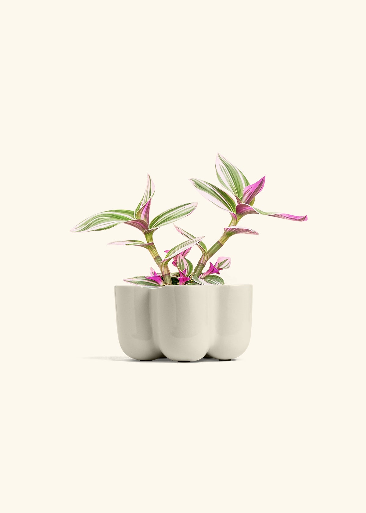 Tradescantia Nanouk in a 4 inches in a Oat Petal Planter