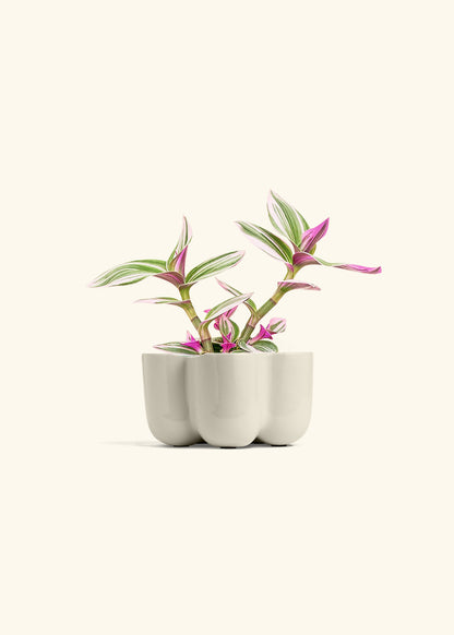 Tradescantia Nanouk in a 4 inches in a Blue Petal Planter