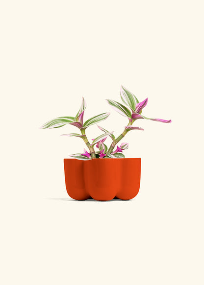 Tradescantia Nanouk in a 4 inches in a Red Petal Planter